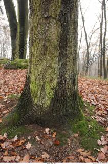 tree bark mossy 0013